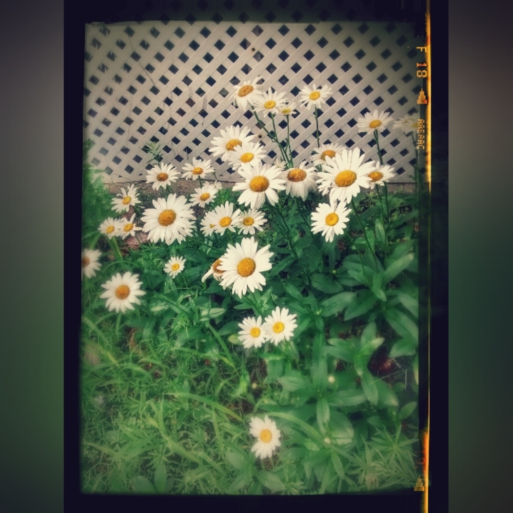 Stop & smell the flowers